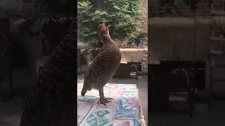 Partridge sound  Teetar ki awaaz  dakhni teetar ki boli teetarsound teeter birds pets sound [upl. by Muslim480]