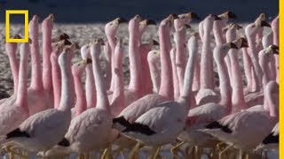 Lincroyable danse des flamants des Andes [upl. by Adnilema]