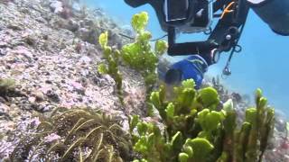 Amazing Found in Anilao Secret Bay  Halimeda Ghost Pipefish [upl. by Kellyn]