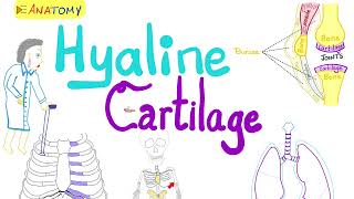 Hyaline Cartilage  Types of Cartilage  Anatomy 💀 amp Histology 🔬 [upl. by Behrens643]