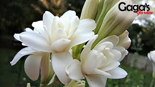 How to Grow and Care Double Tuberose Bulb With Updates  Rajnigandha  Polianthes Tuberosa [upl. by Marteena124]