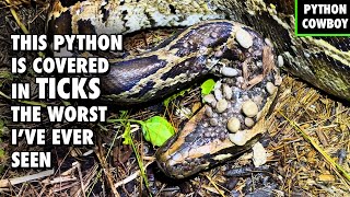 Florida Python Dog Finds A Python Nest Infested With Giant Ticks [upl. by Eeresed894]