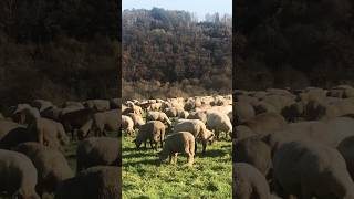 Schafe genießen den sonnigen Herbsttag farmer sheep landwirtschaft shortsvideo [upl. by Cupo]