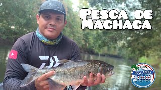 Pesca de GUAPOTE y MACHCA Río Parismina 🇨🇷 [upl. by Nimzay778]