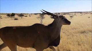 Eland capture  Wildlife Vets Namibia amp Kalahari Game Breeders [upl. by Eartha282]