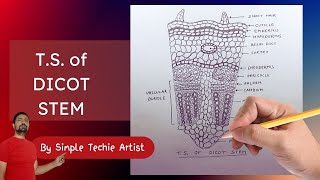 Drawing the Dicot Stem A Comprehensive Tutorial [upl. by Nuzzi]