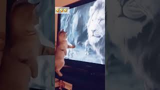 cat dog dogs cut cute love lovecats lovedogs funny virla viralvideo foryou foryoupage [upl. by Annez]