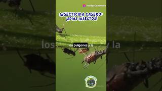 Insecticida casero adiós plagas jardineríaencasa cuidadodeplantas [upl. by Ihc]