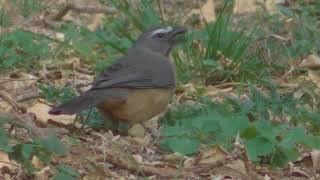 Pepitero gris Saltator coerulescens Cantos y alimentos 2018 [upl. by Jesher]