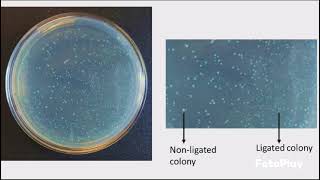 Competent Cells and Transformation Protocol [upl. by Eenattirb499]