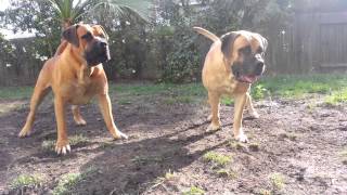 Boerboels attacking Lions [upl. by Kannav]