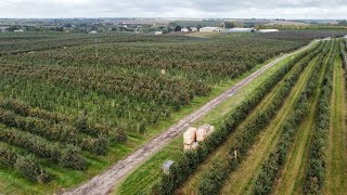 Zbiory jabłek 2022 w Lipowej  150ha sadu w sandomierskim 11102022 [upl. by Nylzaj]