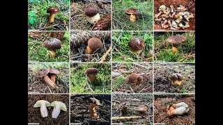 Maronenröhrlinge 2017 Braunkappen Maronen Blaupilze Imleria Badia Xerocomus badius  Mushrooms [upl. by Rod]