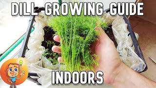 Dill Growing Guide  How to Grow Dill Indoors Step by Step Subtitles [upl. by Llertal]