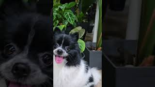 Doggo doesnt realise toad funny cute pomeranian dog pets toad frog [upl. by Ainegul]