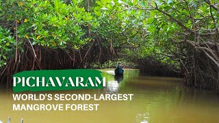 Pichavaram Mangrove Forest I Worlds Second Largest Forest Pondicherry I Anu I Her Zindagi [upl. by Anitteb]