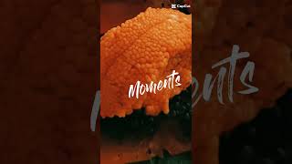 Moments doursins👌 oursin produitlocal seaurchin loveit [upl. by Trixie]