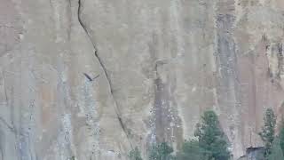 Smith Rock State Park Eaglet Update 7 3 2024 [upl. by Repsac]