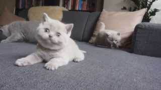 British Shorthair Kittens Playing [upl. by Nalek90]