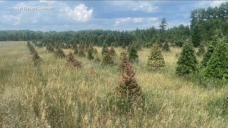 Christmas tree farms say drought is causing tree shortage [upl. by Nalda656]