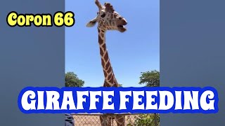 CORON 66 34 FEEDING THE GIRAFFE 😎⛱️ benangelmhitzmacabidang adventure safari foryou fun yt [upl. by Alderson]