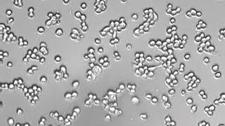 M0 Macrophages moving across cell culture dish [upl. by Hertha]