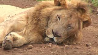 Ngorongoro Crater amp Serengeti Tanzania [upl. by Yetty286]