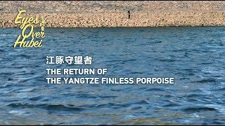 Eyes Over Hubei The return of the Yangtze finless porpoise [upl. by Oicnecserc]