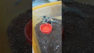 chromatopelma cyaneopubescens green bottle blue tarantula [upl. by Erasmo]