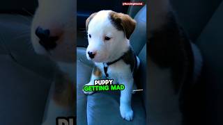 Puppy mad at his own hiccups 😂❤️ funny puppy shorts [upl. by Nairam]