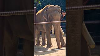 SAW SOME ELEPHANTS LAST WEEK elephant shorts [upl. by Nnylg416]