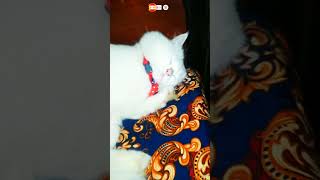 Kitty Electra catlover subscribe and like [upl. by Hanimay]