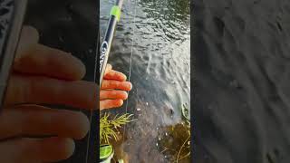 Some footage of me reeling up a fat chinook on the Chehalis river I ended up landing the fish [upl. by Norej]