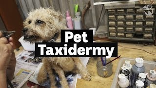 HACK Inside a pet taxidermy studio [upl. by Alano]