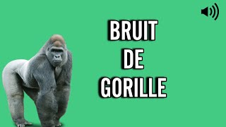 Bruit de GORILLE 🦍 Cri  Hurlement [upl. by Atsira]