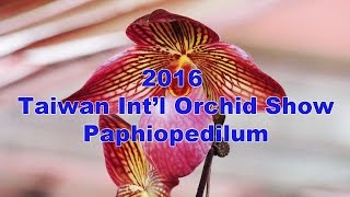 2016 Taiwan Intl Orchid ShowPaphiopedilum [upl. by Fawnia]