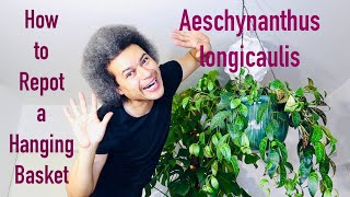 How to Repot an Aeschynanthus longicaulis Black Pagoda  Zebra Basket Vine  Lipstick Plant [upl. by Alohs]