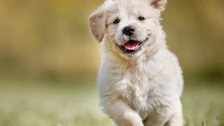 Top 50 Most Popular Dog Names in America  Top 50 Dog Names  Unique Puppy Names  Naming Your Dog [upl. by Shandee652]