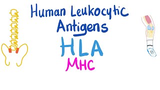 Human Leukocytic Antigen HLA  Major Histocompatibility Complex MHC  Immune System [upl. by Kartis]