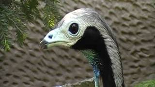 blue throated piping guan [upl. by Johm]