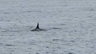 Amazing encounter with orcas Neck Point Park Nanaimo November 6th 2024 [upl. by Teddi]