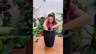 DICAS para PLANTAR em VASO ALTO [upl. by Harikahs]