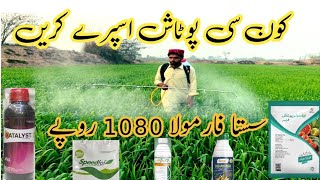 how to use potash in wheat crop  best potash foliar spray on wheat  potash spray benefits [upl. by Demahum]