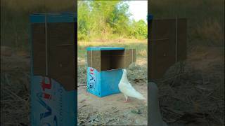 Amazing Pigeon Trap Using Cardboard Box birdtrap shorts [upl. by Ichabod]