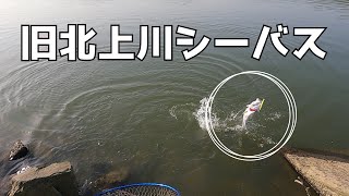 【宮城県シーバス】旧北上川シーバス！ [upl. by Sharline353]