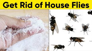 A Natural Way to Get Rid of House Flies 1 Minute Only [upl. by Aneryc514]