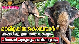 EP 89  മദമിളകിയ കൊമ്പന്മാർമദപ്പാടിലും ഉലയാത്ത സൗഹൃദംപീലാണ്ടി ചന്ദ്രുവും അഭിമന്യുവും  Aanakkaryam [upl. by Nylimaj]