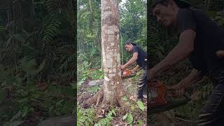 pejuangrupiah operatorchainsaw tetapsemangat [upl. by Nigem499]