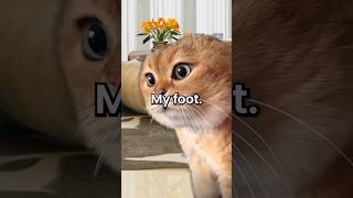 What has five toes but is not your foot pun dadjokes cat [upl. by Haneen]