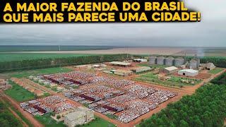 CONHEÇA POR DENTRO DA FAZENDA RONCADOR  MAIOR FAZENDA DO BRASIL [upl. by Zetroc]